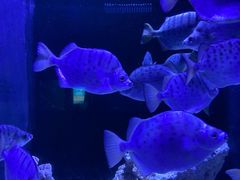 -成都浩海立方海洋公园