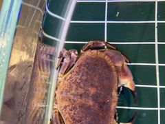 -巧克力渔家.小船海鲜家常菜(三浴场店)