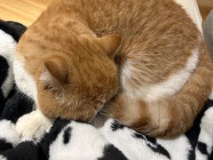 -滚猫咖啡·猫咖·猫友好撸猫(未来城店)