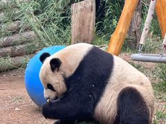 -青岛动物园