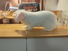 -瑞派名望24h动物医院异宠专科·猫专科·骨科·重症监护分院