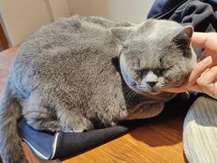 -有猫主题·治愈系猫咖(曾厝垵店)