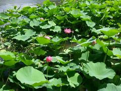 android_upload_pic-紫竹院公园冰场