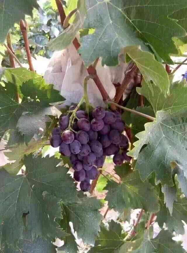 站在这里大泽山每个乡镇都能看见