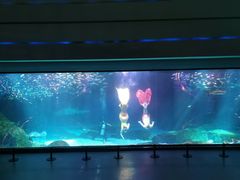 -海合安成都极地海洋公园