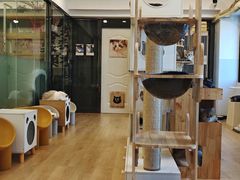 -有喵·猫咖·狗咖·30几只猫10只小狗(岗厦店)