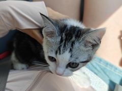 -天使宠物医院·犬猫分诊(彩虹店)