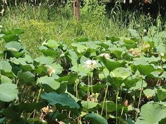 -陈家山荷花公园