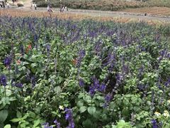 -松山湖梦幻百花洲