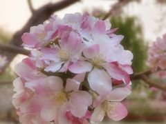 -海棠花溪(元大都城垣遗址公园)