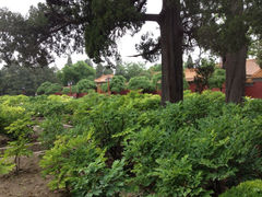 iphone_upload_pic-景山公园