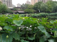 -陈家山荷花公园