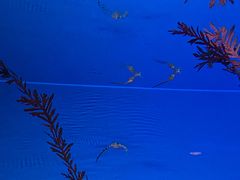 -上海海洋水族馆