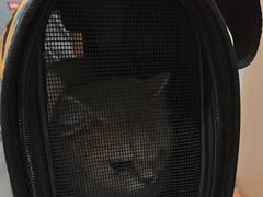 -瑞派名望志远动物医院·猫科·內科·异宠专科(直港大道店)