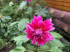 -五营红松林海景区