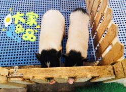 -萌宠亲子动物乐园(槐房万达店)