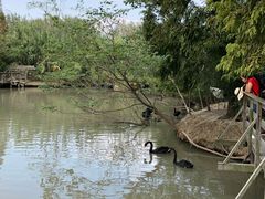 -溱湖国家湿地公园