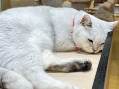 -藏猫猫咖啡主题馆(中央大道店)