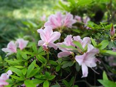 -重庆彩云湖湿地公园