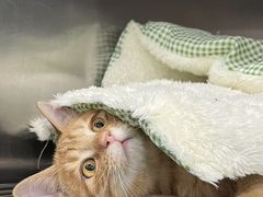 -东日国际动物医院·CT·心脏专科(桃源分院)