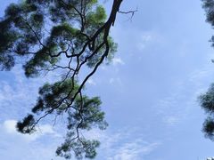 -深圳仙湖植物园