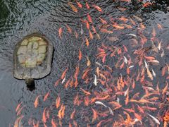 -千岛湖东南湖区
