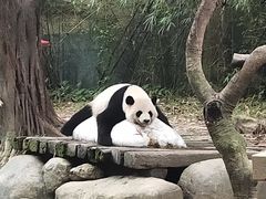 -广州长隆野生动物世界