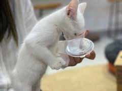 -Heymao猫咖.咖啡厅(东门店)