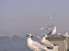 -海埂大坝