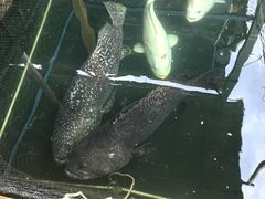 -蓝湾碧波·老字号·疍家非遗海上餐厅