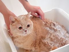 -momokira米努特·德文卷毛猫·棉花面纱犬
