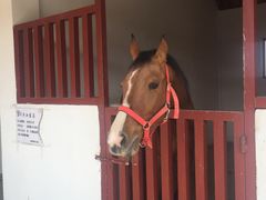 -杭州湾海上花田景区