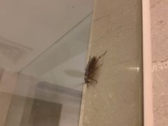 -三亚亚龙湾雅高铂尔曼别墅度假酒店