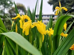 -成都市活水公园