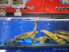 水产区-盒马鲜生(双清路店)