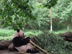 -都江堰中华大熊猫苑