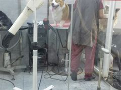 -宠福鑫康馨动物医院·骨科·眼科