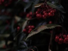 -拾壹cafe·工作室