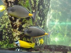 -悉尼海洋生物水族馆