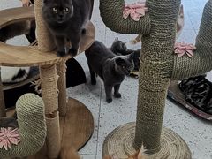 -喵园·猫主题咖啡厅·撸猫·猫咖(国贸店)