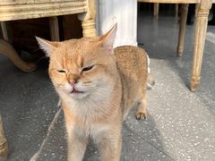 -共舞时光猫咖·狗咖(新街口店)