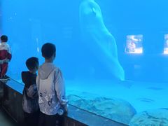 -海合安成都极地海洋公园
