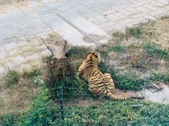 -深圳野生动物园