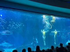 -海合安成都极地海洋公园