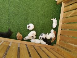 -萌宠亲子动物乐园(槐房万达店)