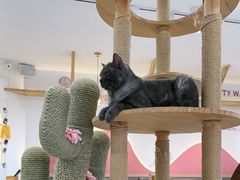 -喵园·猫主题咖啡厅·撸猫·猫咖(国贸店)