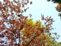 -铁山坪森林公园