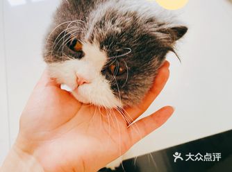 我家球球是返祖长毛英短蓝白