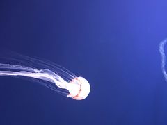 -新加坡海洋生态馆