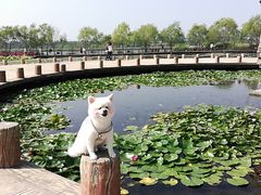 -绿堤公园